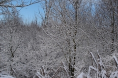Árboles nevados (Fotografía de Mª Jesús García)