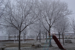 Cambricia en parque (Fotografía de Cristina García)