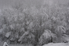 Árboles cubiertos por la nieve (Fotografía de Mª Jesús García)