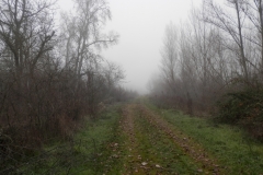 Niebla en los huertos