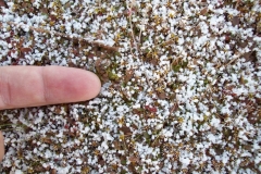 Nieve granulada