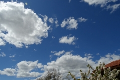 Cumulus humilis