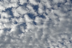 Altocumulus Stratriformis