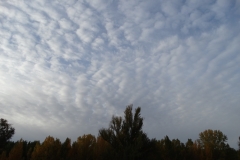 Altocumulus stratiformis translucidus perlucidus