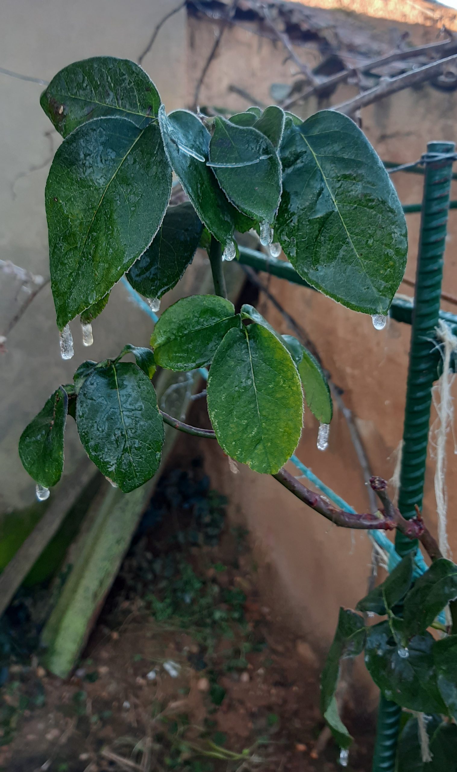 Planta cubierta con una fina capa de hielo debido a la lluvia engelante.